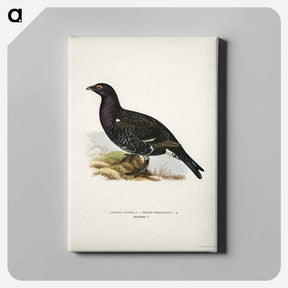 アートパネル-Hybrid Grouse
 - スヴェンスカ フォグラル Canvas.