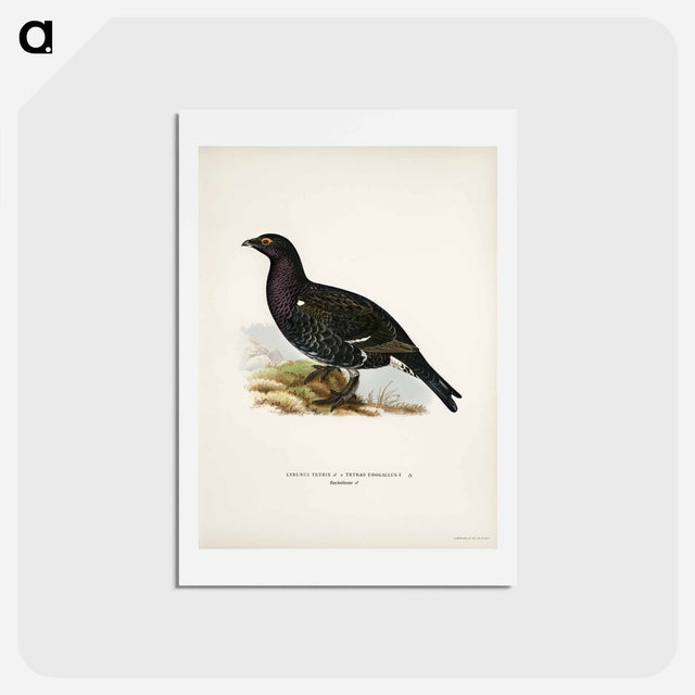 アートポストカード-Hybrid Grouse
 - スヴェンスカ フォグラル Postcard.