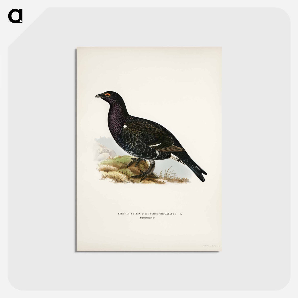 アートポストカード-Hybrid Grouse
 - スヴェンスカ フォグラル Postcard.