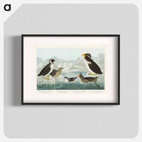 アートポスター-Black-throated Guillemot, Nobbed-billed Auk, Curled-crested Auk and Horned-billed Guillemot from Birds of America
 - アメリカの鳥たち Poster.