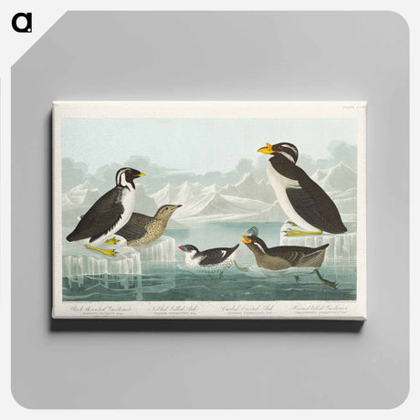 アートパネル-Black-throated Guillemot, Nobbed-billed Auk, Curled-crested Auk and Horned-billed Guillemot from Birds of America
 - アメリカの鳥たち Canvas.