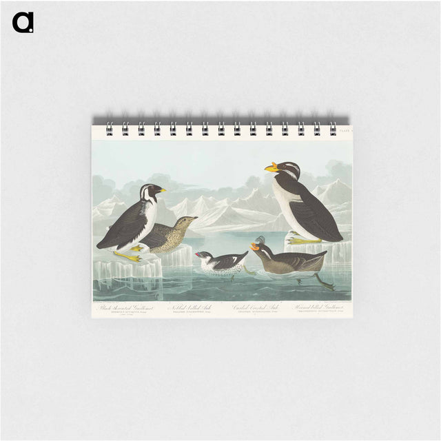 アートメモ帳-Black-throated Guillemot, Nobbed-billed Auk, Curled-crested Auk and Horned-billed Guillemot from Birds of America
 - アメリカの鳥たち Memo.