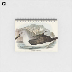 アートメモ帳-Culminated Albatros
 - オーストラリアの鳥 Memo.