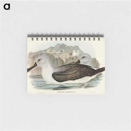アートメモ帳-Culminated Albatros
 - オーストラリアの鳥 Memo.