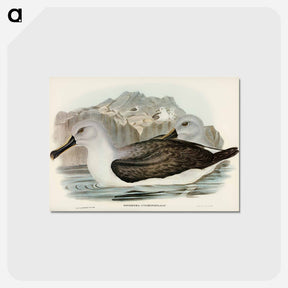 アートポストカード-Culminated Albatros
 - オーストラリアの鳥 Postcard.
