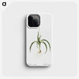3-33_The-Lilies_phone