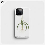 3-33_The-Lilies_phone