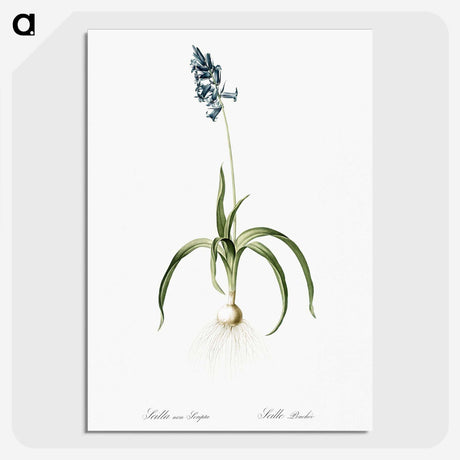 3-33_The-Lilies_picture-crop