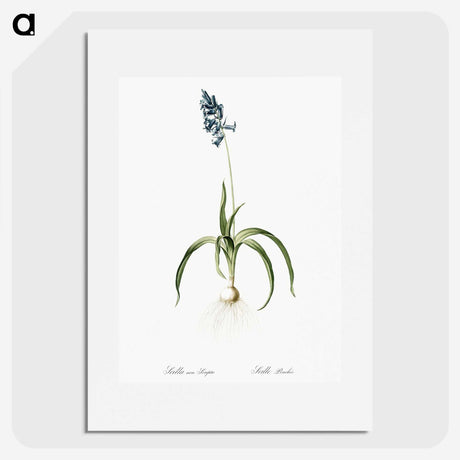 3-33_The-Lilies_picture