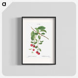3-33_Treatise-on-Trees-and-Shrubs_blk