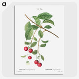 3-33_Treatise-on-Trees-and-Shrubs_picture-crop