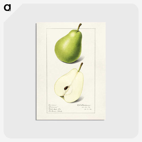 梨 - USDA 水彩フルーツ絵画コレクション Postcard.