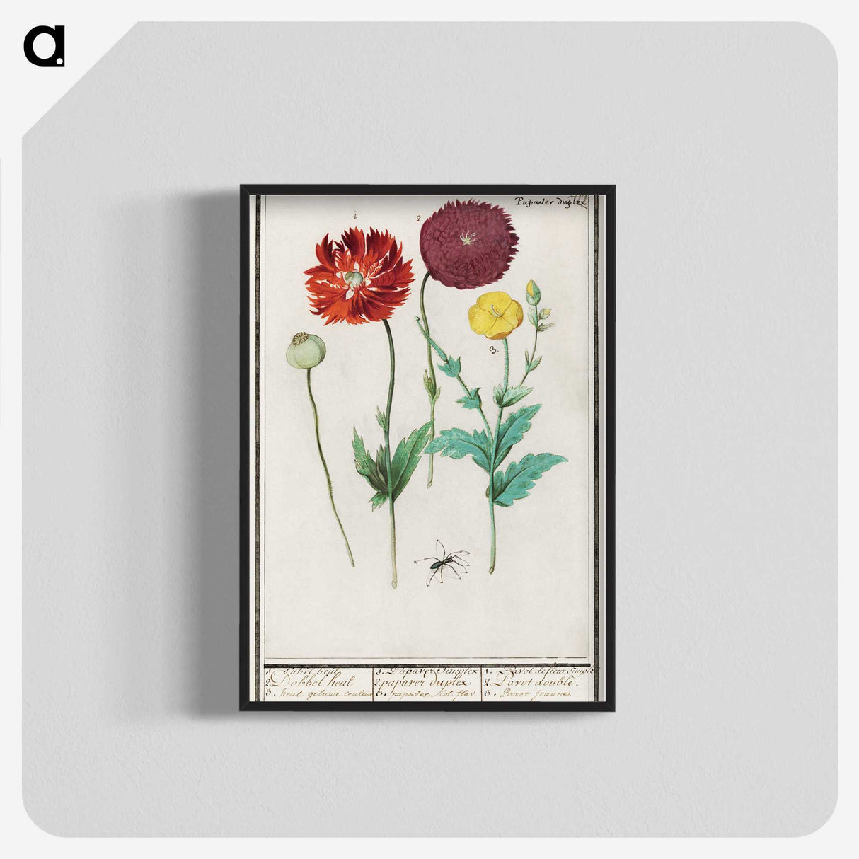 3-34_Anselmus-Boetius-de-Boodt_blk-crop