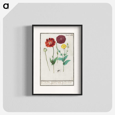 3-34_Anselmus-Boetius-de-Boodt_blk
