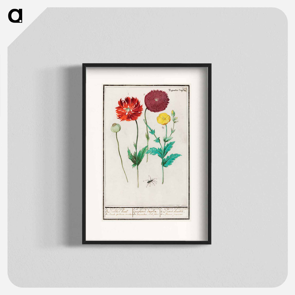 Poppy, Papaver - アンセルムス ボエティウス デ ブート Poster.