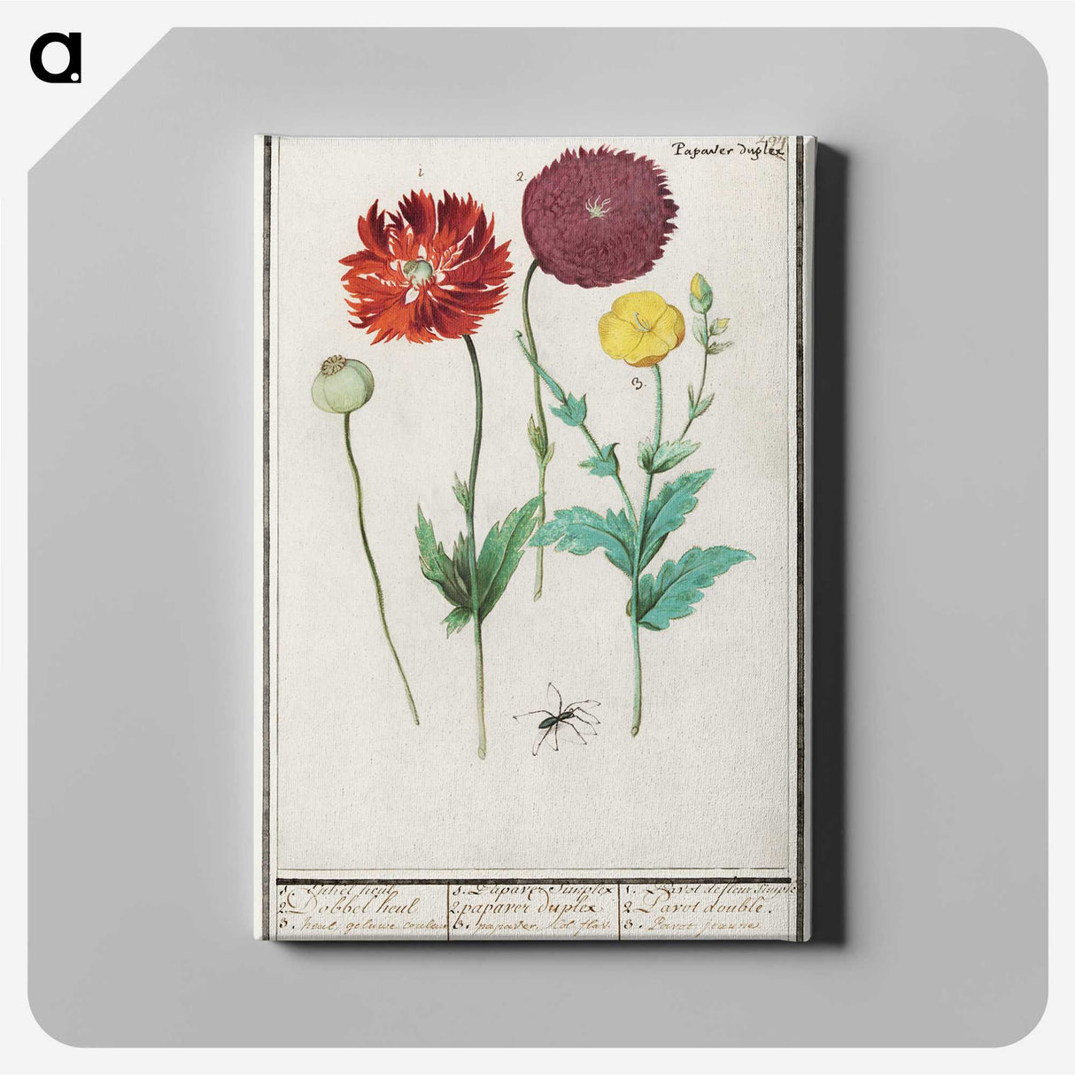 3-34_Anselmus-Boetius-de-Boodt_canvas