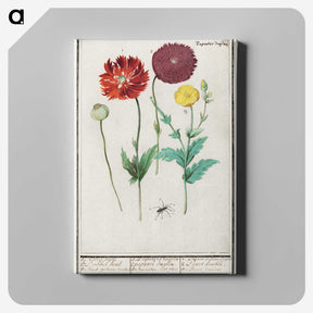 3-34_Anselmus-Boetius-de-Boodt_canvas