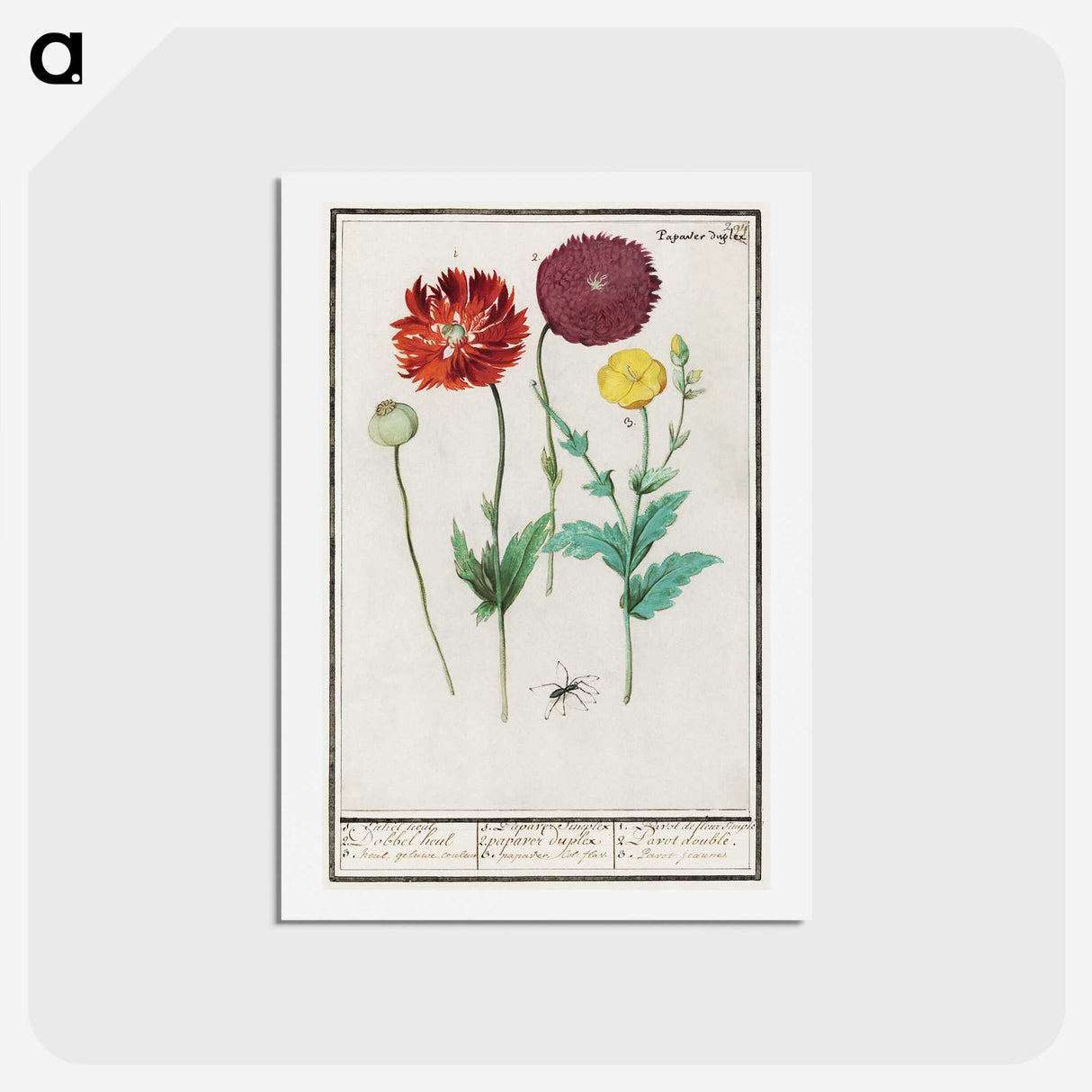 3-34_Anselmus-Boetius-de-Boodt_hagaki