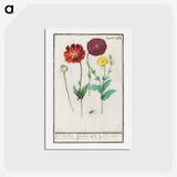 3-34_Anselmus-Boetius-de-Boodt_hagaki