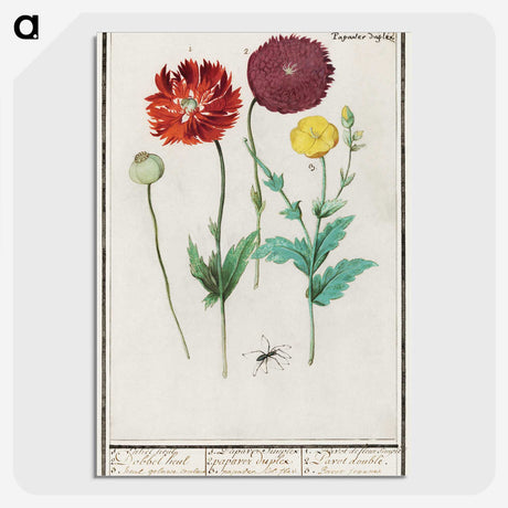 3-34_Anselmus-Boetius-de-Boodt_picture-crop