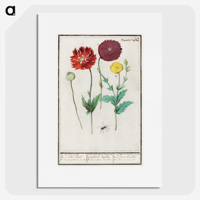 3-34_Anselmus-Boetius-de-Boodt_picture