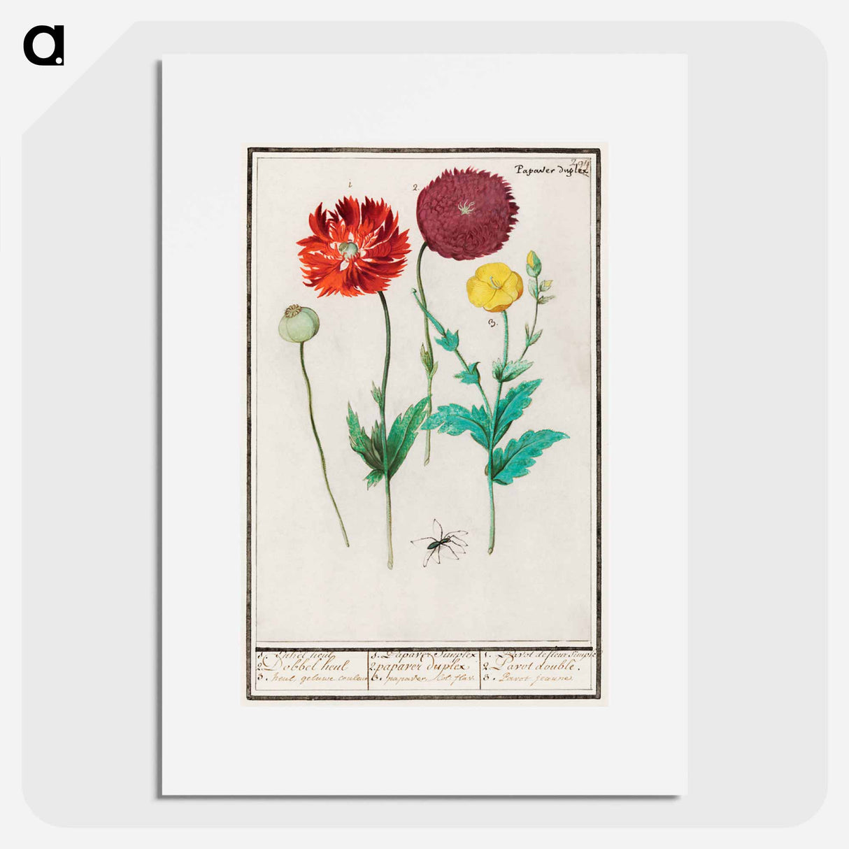 Poppy, Papaver - アンセルムス ボエティウス デ ブート Poster.