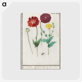 3-34_Anselmus-Boetius-de-Boodt_postcard