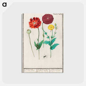 アートポストカード-Poppy, Papaver - アンセルムス ボエティウス デ ブート Postcard.