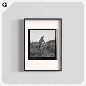 アートポスター-Scarecrow on a newly cleared field with stumps near Roxboro, North Carolina - ドロテア ラング Poster.
