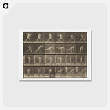 アートポストカード-Animal Locomotion
 - エドワード マイブリッジ Postcard.