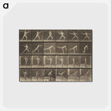 アートポストカード-Animal Locomotion
 - エドワード マイブリッジ Postcard.