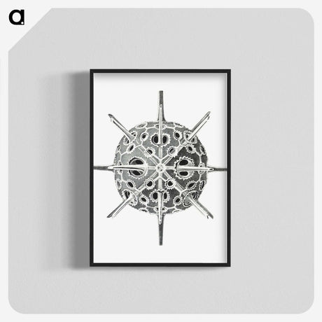 3-34_Ernst-Haeckel_blk-crop