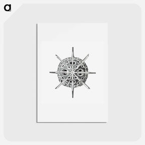 アートポストカード-Vintage marine life illustration on white background - エルンスト ヘッケル Postcard.
