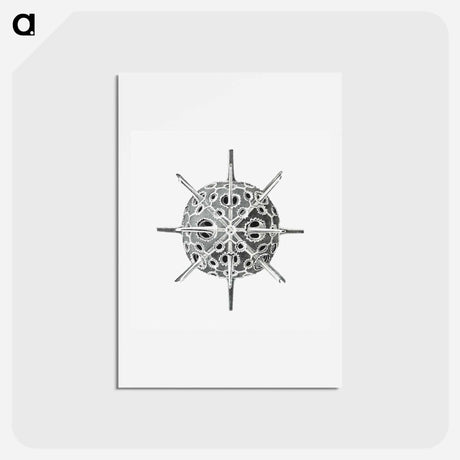 アートポストカード-Vintage marine life illustration on white background - エルンスト ヘッケル Postcard.