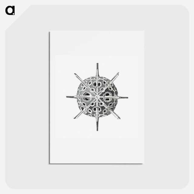 アートポストカード-Vintage marine life illustration on white background - エルンスト ヘッケル Postcard.