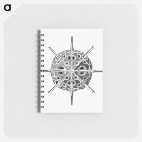 アートメモ帳-Vintage marine life illustration on white background - エルンスト ヘッケル Memo.