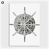 3-34_Ernst-Haeckel_picture-crop
