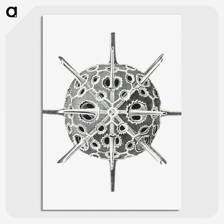 3-34_Ernst-Haeckel_picture-crop