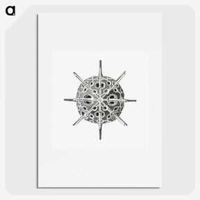 3-34_Ernst-Haeckel_picture