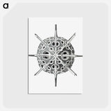 アートポストカード-Vintage marine life illustration on white background - エルンスト ヘッケル Postcard.