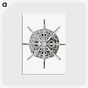 3-34_Ernst-Haeckel_postcard