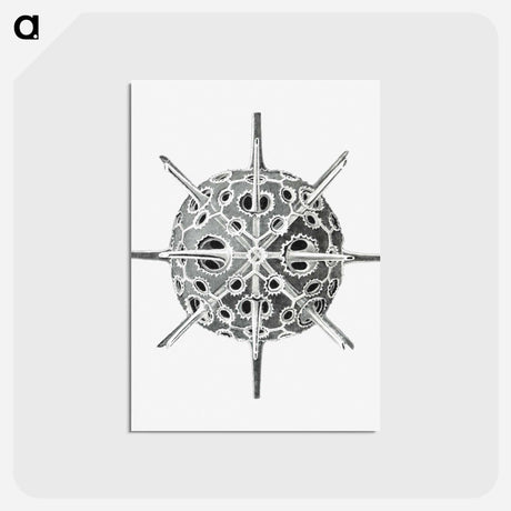 アートポストカード-Vintage marine life illustration on white background - エルンスト ヘッケル Postcard.
