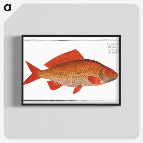 3-34_Ichtyologie-ou-Histoire-naturelle_blk-crop