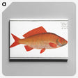 3-34_Ichtyologie-ou-Histoire-naturelle_canvas