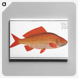 3-34_Ichtyologie-ou-Histoire-naturelle_canvas