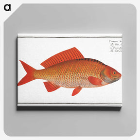 3-34_Ichtyologie-ou-Histoire-naturelle_canvas