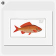 3-34_Ichtyologie-ou-Histoire-naturelle_picture