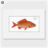 3-34_Ichtyologie-ou-Histoire-naturelle_picture