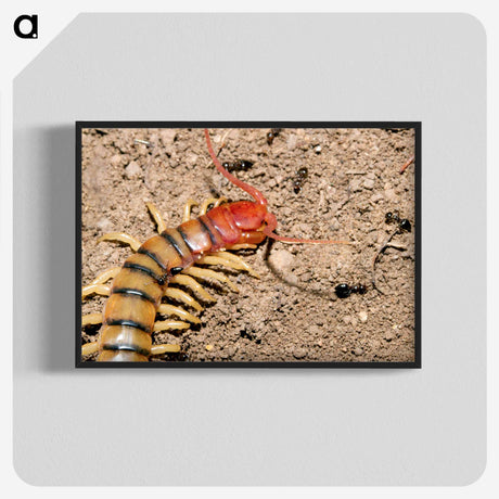 3-34_Insects-Unlocked-Project_blk-crop