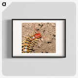 3-34_Insects-Unlocked-Project_blk